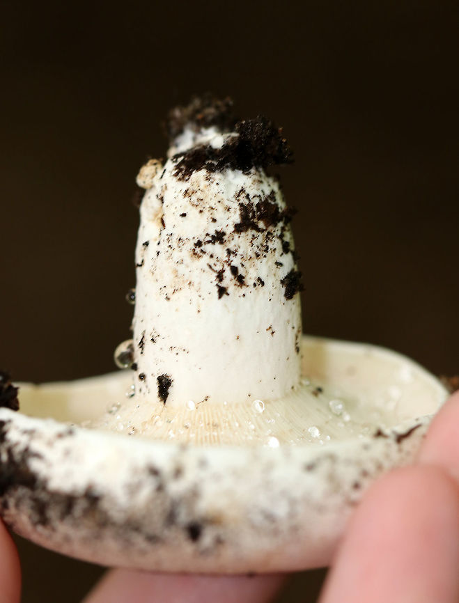 Peppery Milk-Cap - Lactifluus piperatus Dingy white cap, nearly flat, and with an inrolled margin. Whitish gills that forked and leaked copious, white latex. White, stubby stipe.<br />
<br />
Habitat: Growing on the ground in a mixed forest (mostly oak and eastern hemlock).<br />
<figure class="photo"><a href="https://www.jungledragon.com/image/70416/peppery_milk-cap_-_lactifluus_piperatus.html" title="Peppery Milk-Cap - Lactifluus piperatus"><img src="https://s3.amazonaws.com/media.jungledragon.com/images/3232/70416_thumb.jpg?AWSAccessKeyId=05GMT0V3GWVNE7GGM1R2&Expires=1759968010&Signature=L8FK%2FW7eXESFihCDYAm55VGUhQI%3D" width="200" height="144" alt="Peppery Milk-Cap - Lactifluus piperatus Dingy white cap, nearly flat, and with an inrolled margin. Whitish gills that forked and leaked copious, white latex. White, stubby stipe.<br />
<br />
Habitat: Growing on the ground in a mixed forest (mostly oak and eastern hemlock).<br />
https://www.jungledragon.com/image/70418/peppery_milk-cap_-_lactifluus_piperatus.html<br />
https://www.jungledragon.com/image/70417/peppery_milk-cap_-_lactifluus_piperatus.html Geotagged,Lactifluus,Lactifluus piperatus,Peppery milk-cap,Summer,United States,mushroom" /></a></figure><br />
<figure class="photo"><a href="https://www.jungledragon.com/image/70417/peppery_milk-cap_-_lactifluus_piperatus.html" title="Peppery Milk-Cap - Lactifluus piperatus"><img src="https://s3.amazonaws.com/media.jungledragon.com/images/3232/70417_thumb.jpg?AWSAccessKeyId=05GMT0V3GWVNE7GGM1R2&Expires=1759968010&Signature=SGw8TsR3FiuzKb5pfOYL5hblfN8%3D" width="200" height="162" alt="Peppery Milk-Cap - Lactifluus piperatus Dingy white cap, nearly flat, and with an inrolled margin. Whitish gills that forked and leaked copious, white latex. White, stubby stipe.<br />
<br />
Habitat: Growing on the ground in a mixed forest (mostly oak and eastern hemlock).<br />
https://www.jungledragon.com/image/70416/peppery_milk-cap_-_lactifluus_piperatus.html<br />
https://www.jungledragon.com/image/70418/peppery_milk-cap_-_lactifluus_piperatus.html Geotagged,Lactifluus piperatus,Peppery milk-cap,Summer,United States,mushroom" /></a></figure> Geotagged,Lactifluus piperatus,Peppery milk-cap,Summer,United States,mushroom