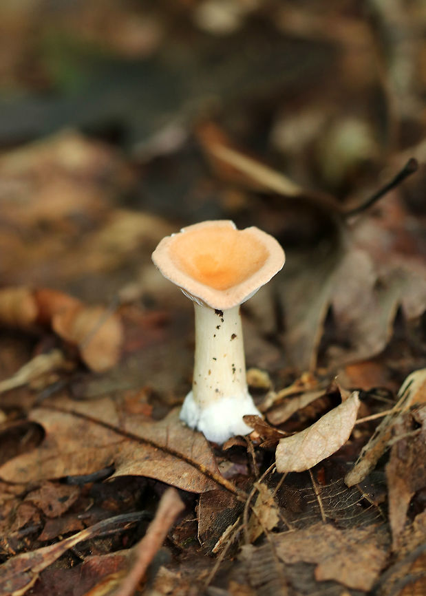 Infundibulicybe gibba Cap was very pale peach/buff. Gills were cream-colored and decurrent with short gills present. Stem was cream-colored and had white basal mycelium. Odor was sweet. <br />
<br />
Habitat: Growing on the ground in a mostly deciduous area (under oak).<br />
<figure class="photo"><a href="https://www.jungledragon.com/image/70421/infundibulicybe_gibba.html" title="Infundibulicybe gibba"><img src="https://s3.amazonaws.com/media.jungledragon.com/images/3232/70421_thumb.jpg?AWSAccessKeyId=05GMT0V3GWVNE7GGM1R2&Expires=1759968010&Signature=5y7pmzaW9yu%2Bvy3wFqS5aJyMGBA%3D" width="128" height="152" alt="Infundibulicybe gibba Cap was very pale peach/buff. Gills were cream-colored and decurrent with short gills present. Stem was cream-colored and had white basal mycelium. Odor was sweet. <br />
<br />
Habitat: Growing on the ground in a mostly deciduous area (under oak)<br />
https://www.jungledragon.com/image/70420/infundibulicybe_gibba.html<br />
https://www.jungledragon.com/image/70419/infundibulicybe_gibba.html Geotagged,Infundibulicybe gibba,Summer,United States" /></a></figure><br />
<figure class="photo"><a href="https://www.jungledragon.com/image/70420/infundibulicybe_gibba.html" title="Infundibulicybe gibba"><img src="https://s3.amazonaws.com/media.jungledragon.com/images/3232/70420_thumb.jpg?AWSAccessKeyId=05GMT0V3GWVNE7GGM1R2&Expires=1759968010&Signature=HFJ6vNLkwutVd7zN7FF167Q%2BMGk%3D" width="200" height="152" alt="Infundibulicybe gibba Cap was very pale peach/buff. Gills were cream-colored and decurrent with short gills present. Stem was cream-colored and had white basal mycelium. Odor was sweet. <br />
<br />
Habitat: Growing on the ground in a mostly deciduous area (under oak)<br />
https://www.jungledragon.com/image/70421/infundibulicybe_gibba.html<br />
https://www.jungledragon.com/image/70419/infundibulicybe_gibba.html Geotagged,Infundibulicybe gibba,Summer,United States" /></a></figure> Geotagged,Infundibulicybe gibba,Summer,United States,mushroom