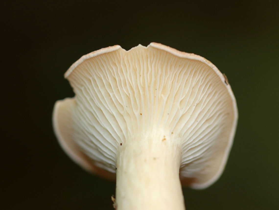 Infundibulicybe gibba Cap was very pale peach/buff. Gills were cream-colored and decurrent with short gills present. Stem was cream-colored and had white basal mycelium. Odor was sweet. <br />
<br />
Habitat: Growing on the ground in a mostly deciduous area (under oak)<br />
<figure class="photo"><a href="https://www.jungledragon.com/image/70421/infundibulicybe_gibba.html" title="Infundibulicybe gibba"><img src="https://s3.amazonaws.com/media.jungledragon.com/images/3232/70421_thumb.jpg?AWSAccessKeyId=05GMT0V3GWVNE7GGM1R2&Expires=1759968010&Signature=5y7pmzaW9yu%2Bvy3wFqS5aJyMGBA%3D" width="128" height="152" alt="Infundibulicybe gibba Cap was very pale peach/buff. Gills were cream-colored and decurrent with short gills present. Stem was cream-colored and had white basal mycelium. Odor was sweet. <br />
<br />
Habitat: Growing on the ground in a mostly deciduous area (under oak)<br />
https://www.jungledragon.com/image/70420/infundibulicybe_gibba.html<br />
https://www.jungledragon.com/image/70419/infundibulicybe_gibba.html Geotagged,Infundibulicybe gibba,Summer,United States" /></a></figure><br />
<figure class="photo"><a href="https://www.jungledragon.com/image/70419/infundibulicybe_gibba.html" title="Infundibulicybe gibba"><img src="https://s3.amazonaws.com/media.jungledragon.com/images/3232/70419_thumb.jpg?AWSAccessKeyId=05GMT0V3GWVNE7GGM1R2&Expires=1759968010&Signature=fuYXqz5mvz989bMKudaiXUxTRxk%3D" width="110" height="152" alt="Infundibulicybe gibba Cap was very pale peach/buff. Gills were cream-colored and decurrent with short gills present. Stem was cream-colored and had white basal mycelium. Odor was sweet. <br />
<br />
Habitat: Growing on the ground in a mostly deciduous area (under oak).<br />
https://www.jungledragon.com/image/70421/infundibulicybe_gibba.html<br />
https://www.jungledragon.com/image/70420/infundibulicybe_gibba.html Geotagged,Infundibulicybe gibba,Summer,United States,mushroom" /></a></figure> Geotagged,Infundibulicybe gibba,Summer,United States