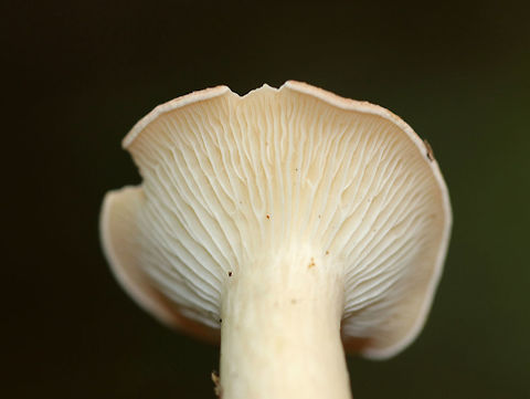 Infundibulicybe gibba Cap was very pale peach/buff. Gills were cream-colored and decurrent with short gills present. Stem was cream-colored and had white basal mycelium. Odor was sweet. 

Habitat: Growing on the ground in a mostly deciduous area (under oak)
https://www.jungledragon.com/image/70421/infundibulicybe_gibba.html
https://www.jungledragon.com/image/70419/infundibulicybe_gibba.html Geotagged,Infundibulicybe gibba,Summer,United States