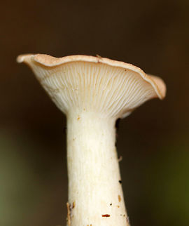 Infundibulicybe gibba Cap was very pale peach/buff. Gills were cream-colored and decurrent with short gills present. Stem was cream-colored and had white basal mycelium. Odor was sweet. 

Habitat: Growing on the ground in a mostly deciduous area (under oak)
https://www.jungledragon.com/image/70420/infundibulicybe_gibba.html
https://www.jungledragon.com/image/70419/infundibulicybe_gibba.html Geotagged,Infundibulicybe gibba,Summer,United States