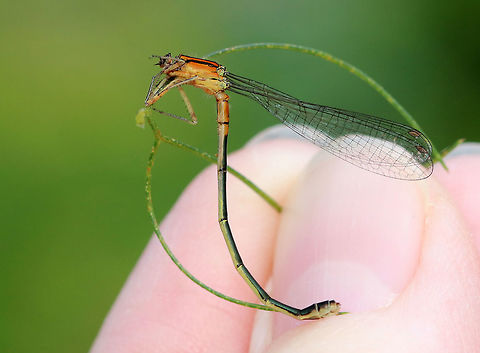 Eastern Forktail (Immature Female)- Ischnura verticalis I found this gorgeous, little damselfly stuck in plant - it was dead. I'm not sure why it died, but dead it certainly was. Immature females have a bright orange thorax with black dorsal and shoulder stripes; abdomen orange at base and black above. She was about 2 - 2.5 cm long.

Habitat: Rural garden
https://www.jungledragon.com/image/70423/eastern_forktail_immature_female-_ischnura_verticalis.html Eastern Forktail,Geotagged,Ischnura verticalis,Summer,United States,damselfly