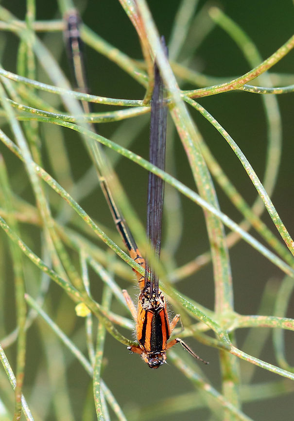 Eastern Forktail (Immature Female)- Ischnura verticalis I found this gorgeous, little damselfly stuck in plant - it was dead. I'm not sure why it died, but dead it certainly was. Immature females have a bright orange thorax with black dorsal and shoulder stripes; abdomen orange at base and black above. She was about 2 - 2.5 cm long.<br />
<br />
Habitat: Rural garden<br />
<figure class="photo"><a href="https://www.jungledragon.com/image/70422/eastern_forktail_immature_female-_ischnura_verticalis.html" title="Eastern Forktail (Immature Female)- Ischnura verticalis"><img src="https://s3.amazonaws.com/media.jungledragon.com/images/3232/70422_thumb.jpg?AWSAccessKeyId=05GMT0V3GWVNE7GGM1R2&Expires=1770854410&Signature=0%2BjvgPLvDFxTCQwnZBT0rTPUUbM%3D" width="200" height="148" alt="Eastern Forktail (Immature Female)- Ischnura verticalis I found this gorgeous, little damselfly stuck in plant - it was dead. I'm not sure why it died, but dead it certainly was. Immature females have a bright orange thorax with black dorsal and shoulder stripes; abdomen orange at base and black above. She was about 2 - 2.5 cm long.<br />
<br />
Habitat: Rural garden<br />
https://www.jungledragon.com/image/70423/eastern_forktail_immature_female-_ischnura_verticalis.html Eastern Forktail,Geotagged,Ischnura verticalis,Summer,United States,damselfly" /></a></figure> Eastern Forktail,Geotagged,Ischnura verticalis,Summer,United States,damselfly