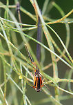 Eastern Forktail (Immature Female)- Ischnura verticalis I found this gorgeous, little damselfly stuck in plant - it was dead. I'm not sure why it died, but dead it certainly was. Immature females have a bright orange thorax with black dorsal and shoulder stripes; abdomen orange at base and black above. She was about 2 - 2.5 cm long.<br />
<br />
Habitat: Rural garden<br />
https://www.jungledragon.com/image/70422/eastern_forktail_immature_female-_ischnura_verticalis.html Eastern Forktail,Geotagged,Ischnura verticalis,Summer,United States,damselfly