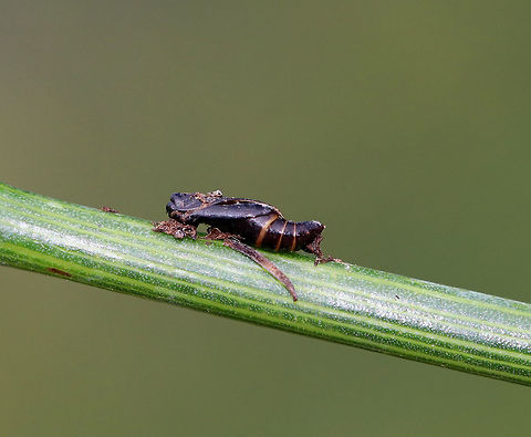 Moth Pupal Exuviae I found this shed pupal exuviae on a plant stem in a rural garden. I think it was from a moth. Geotagged,Summer,United States,exuviae,moth pupal exuviae,pupa,pupal exuviae
