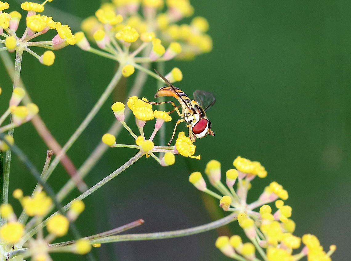 Common Oblique Syrphid (Female)- Allograpta obliqua This fly was having a great time drinking nectar from these flowers. <br />
<br />
Habitat: Rural garden Allograpta obliqua,Geotagged,Summer,Syrphidae,United States,hoverfly