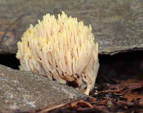 Yellow-tipped Coral - Ramaria formosa Cream-colored coral with a pink tint and yellow tips.

Habitat: Growing on the ground between two rocks in a mixed forest. Beautiful clavaria,Geotagged,Ramaria formosa,Summer,United States,coral fungus