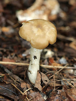 Straight-stalked Entoloma - Entoloma strictius Cap was smooth, finely silky, and butterscotch-colored. Cream-colored stipe that was finely silky. Gills were tan, ruffled, and had frequent forking and short gills.

Habitat: Growing on the ground in a mixed forest.
https://www.jungledragon.com/image/70451/straight-stalked_entoloma_-_entoloma_strictius.html
https://www.jungledragon.com/image/70450/straight-stalked_entoloma_-_entoloma_strictius.html Entoloma strictius,Geotagged,Straight-stalked Entoloma,Summer,United States,entoloma,mushroom