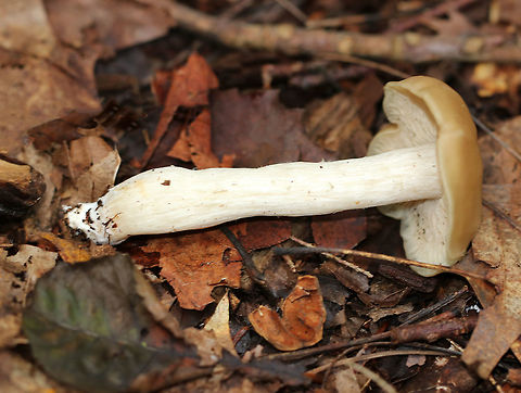 Straight-stalked Entoloma - Entoloma strictius Cap was smooth, finely silky, and butterscotch-colored. Cream-colored stipe that was finely silky. Gills were tan, ruffled, and had frequent forking and short gills.

Habitat: Growing on the ground in a mixed forest.
https://www.jungledragon.com/image/70451/straight-stalked_entoloma_-_entoloma_strictius.html
https://www.jungledragon.com/image/70449/straight-stalked_entoloma_-_entoloma_strictius.html Entoloma strictius,Geotagged,Straight-stalked Entoloma,Summer,United States,entoloma,mushroom