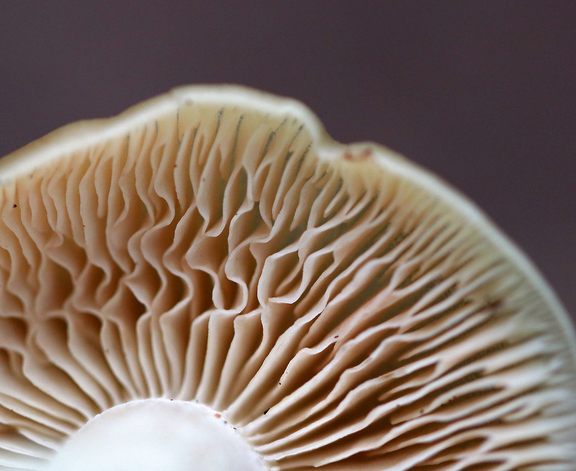 Straight-stalked Entoloma - Entoloma strictius Cap was smooth, finely silky, and butterscotch-colored. Cream-colored stipe that was finely silky. Gills were tan, ruffled, and had frequent forking and short gills.<br />
<br />
Habitat: Growing on the ground in a mixed forest.<br />
<figure class="photo"><a href="https://www.jungledragon.com/image/70450/straight-stalked_entoloma_-_entoloma_strictius.html" title="Straight-stalked Entoloma - Entoloma strictius"><img src="https://s3.amazonaws.com/media.jungledragon.com/images/3232/70450_thumb.jpg?AWSAccessKeyId=05GMT0V3GWVNE7GGM1R2&Expires=1759968010&Signature=c3jETLgsHD%2BEnUzQUMGsrV%2FcHL4%3D" width="200" height="152" alt="Straight-stalked Entoloma - Entoloma strictius Cap was smooth, finely silky, and butterscotch-colored. Cream-colored stipe that was finely silky. Gills were tan, ruffled, and had frequent forking and short gills.<br />
<br />
Habitat: Growing on the ground in a mixed forest.<br />
https://www.jungledragon.com/image/70451/straight-stalked_entoloma_-_entoloma_strictius.html<br />
https://www.jungledragon.com/image/70449/straight-stalked_entoloma_-_entoloma_strictius.html Entoloma strictius,Geotagged,Straight-stalked Entoloma,Summer,United States,entoloma,mushroom" /></a></figure><br />
<figure class="photo"><a href="https://www.jungledragon.com/image/70449/straight-stalked_entoloma_-_entoloma_strictius.html" title="Straight-stalked Entoloma - Entoloma strictius"><img src="https://s3.amazonaws.com/media.jungledragon.com/images/3232/70449_thumb.jpg?AWSAccessKeyId=05GMT0V3GWVNE7GGM1R2&Expires=1759968010&Signature=1F6sfb8WAVRn1cx2EQi6XvOrqxU%3D" width="116" height="152" alt="Straight-stalked Entoloma - Entoloma strictius Cap was smooth, finely silky, and butterscotch-colored. Cream-colored stipe that was finely silky. Gills were tan, ruffled, and had frequent forking and short gills.<br />
<br />
Habitat: Growing on the ground in a mixed forest.<br />
https://www.jungledragon.com/image/70451/straight-stalked_entoloma_-_entoloma_strictius.html<br />
https://www.jungledragon.com/image/70450/straight-stalked_entoloma_-_entoloma_strictius.html Entoloma strictius,Geotagged,Straight-stalked Entoloma,Summer,United States,entoloma,mushroom" /></a></figure> Entoloma strictius,Geotagged,Straight-stalked Entoloma,Summer,United States,entoloma,mushroom