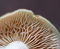 Straight-stalked Entoloma - Entoloma strictius Cap was smooth, finely silky, and butterscotch-colored. Cream-colored stipe that was finely silky. Gills were tan, ruffled, and had frequent forking and short gills.<br />
<br />
Habitat: Growing on the ground in a mixed forest.<br />
https://www.jungledragon.com/image/70450/straight-stalked_entoloma_-_entoloma_strictius.html<br />
https://www.jungledragon.com/image/70449/straight-stalked_entoloma_-_entoloma_strictius.html Entoloma strictius,Geotagged,Straight-stalked Entoloma,Summer,United States,entoloma,mushroom