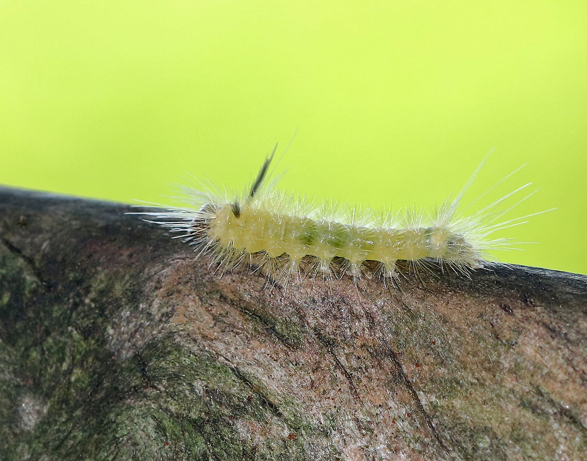 Unknown Caterpillar This cute, tiny caterpillar was up high on a wooden bridge. Unfortunately, I couldn&#039;t get a shot of its dorsal surface.  It was yellowish/greenish with white hairs, a dark head capsule, and two black tufts at the anterior end.  I&#039;m not sure of the species yet, but think it could be an early instar Orgyia sp.?<br />
<br />
Habitat: On a bridge spanning a river in a deciduous forest. Geotagged,Orgyia,Summer,United States,caterpillar