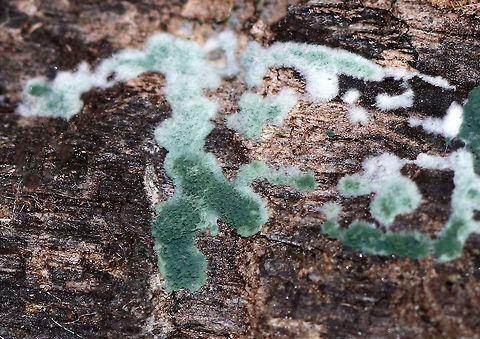 Trichoderma sp. Beautiful, fuzzy greenish/blue/white fungus

Habitat: Growing on rotting wood in a deciduous forest. Geotagged,Summer,Trichoderma,United States,fungus