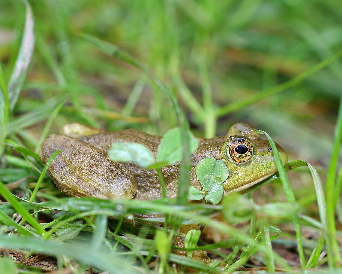 Green Frog - Lithobates clamitans <br />
Small to medium-sized green frogs. Green frogs have dorsolateral ridges that run down the sides of their backs, which distinguishes them from bullfrogs, which lack them.<br />
<br />
Habitat: Hanging out on the side of a small pond. Geotagged,Green frog,Lithobates clamitans,Summer,United States,frog