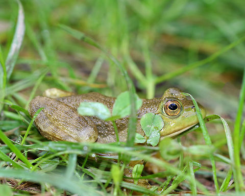 Green Frog - Lithobates clamitans 
Small to medium-sized green frogs. Green frogs have dorsolateral ridges that run down the sides of their backs, which distinguishes them from bullfrogs, which lack them.

Habitat: Hanging out on the side of a small pond. Geotagged,Green frog,Lithobates clamitans,Summer,United States,frog