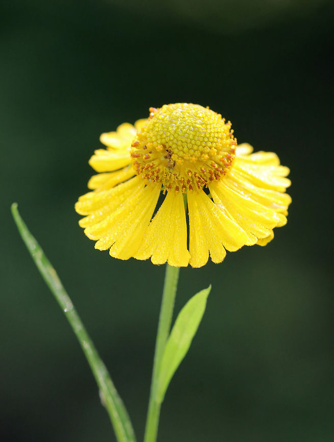 Autumn Sneezeweed - Helenium autumnale Despite its common name, sneezeweed does not commonly cause allergic reactions. Rather, it gets the name &quot;sneezeweed&quot; because native americans used a dried powder made from the plant as snuff to induce sneezing in order to relieve congestion.<br />
<br />
Habitat: Growing in a wetland area.<br />
<figure class="photo"><a href="https://www.jungledragon.com/image/70638/autumn_sneezeweed_-_helenium_autumnale.html" title="Autumn Sneezeweed - Helenium autumnale"><img src="https://s3.amazonaws.com/media.jungledragon.com/images/3232/70638_thumb.jpg?AWSAccessKeyId=05GMT0V3GWVNE7GGM1R2&Expires=1759968010&Signature=R1n0%2BK0U0fK3tM98dAcs3t%2By4WA%3D" width="200" height="162" alt="Autumn Sneezeweed - Helenium autumnale Despite its common name, sneezeweed does not commonly cause allergic reactions. Rather, it gets the name &quot;sneezeweed&quot; because native americans used a dried powder made from the plant as snuff to induce sneezing in order to relieve congestion.<br />
<br />
Habitat: Growing in a wetland area.<br />
https://www.jungledragon.com/image/70637/autumn_sneezeweed_-_helenium_autumnale.html Common sneezeweed,Geotagged,Helenium autumnale,Summer,United States" /></a></figure> Common sneezeweed,Geotagged,Helenium,Helenium autumnale,Summer,United States,autumn sneezeweed,sneezeweed