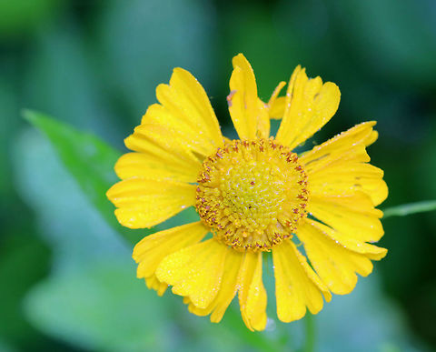 Autumn Sneezeweed - Helenium autumnale Despite its common name, sneezeweed does not commonly cause allergic reactions. Rather, it gets the name "sneezeweed" because native americans used a dried powder made from the plant as snuff to induce sneezing in order to relieve congestion.

Habitat: Growing in a wetland area.
https://www.jungledragon.com/image/70637/autumn_sneezeweed_-_helenium_autumnale.html Common sneezeweed,Geotagged,Helenium autumnale,Summer,United States