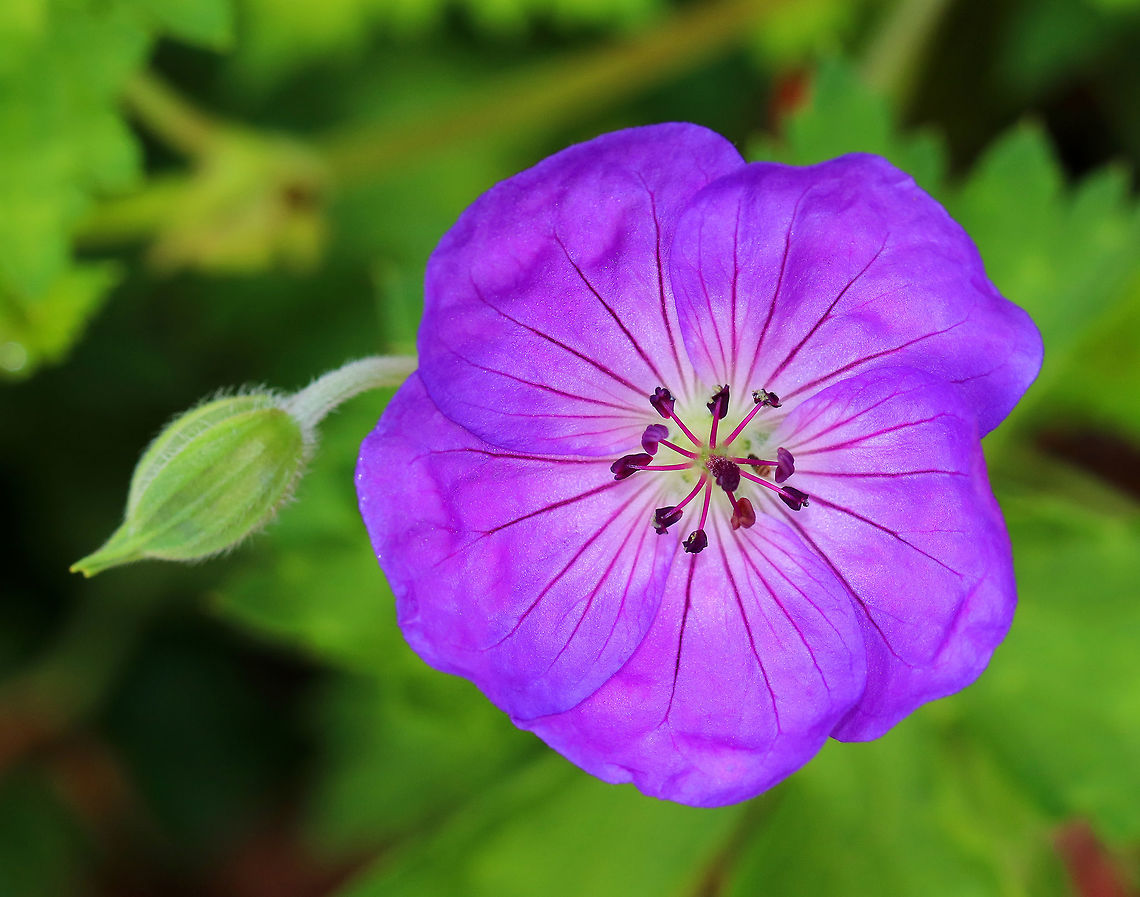Wild Geranium - Geranium maculatum These are so common in the summer, but their colors always startle me. They have pinkish-purple flowers with 5 petals. The individual flowers were approximately 20 mm in diameter. It has green leaves that are deeply cut and palmately 5-lobed with very hairy stems.<br />
<br />
Habitat: Meadow in a mixed forest Geotagged,Geranium maculatum,Spotted Geranium,Summer,United States,geranium