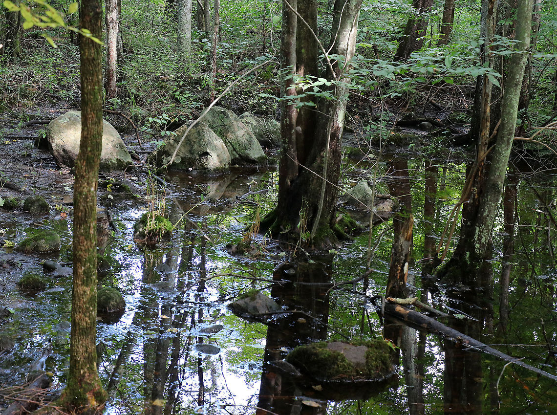 Hardwood Swamp This is a typical hardwood swamp found in the northeastern US.  I frequently have to muck through these to get where I&#039;m going and find some really cool slime molds and lots of frogs while passing through.   Geotagged,Summer,United States,swamp