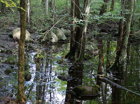 Hardwood Swamp This is a typical hardwood swamp found in the northeastern US.  I frequently have to muck through these to get where I'm going and find some really cool slime molds and lots of frogs while passing through.   Geotagged,Summer,United States,swamp