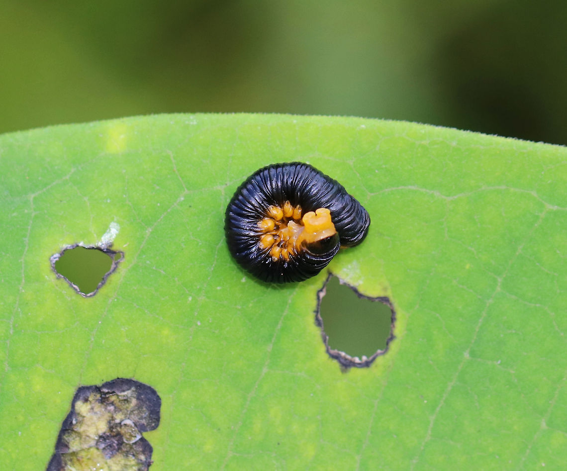 Sawfly Larva - Macremphytus sp. The dorsal side was shiny indigo, and their ventral side was yellow-orange. <br />
<br />
 Sawflies get their common name from the saw-like appearance of their ovipositor, which females use to cut slits in stems and leaves in order to lay their eggs.<br />
<br />
Habitat: Next to a pond on the edge of a coniferous forest.<br />
<figure class="photo"><a href="https://www.jungledragon.com/image/70650/sawfly_larva_-_macremphytus_sp.html" title="Sawfly Larva - Macremphytus sp."><img src="https://s3.amazonaws.com/media.jungledragon.com/images/3232/70650_thumb.jpg?AWSAccessKeyId=05GMT0V3GWVNE7GGM1R2&Expires=1769040010&Signature=VNu5nso7VEfk9Da3gIFohAVVnj0%3D" width="200" height="154" alt="Sawfly Larva - Macremphytus sp. The dorsal side was shiny indigo, and their ventral side was yellow-orange. <br />
<br />
Sawflies get their common name from the saw-like appearance of their ovipositor, which females use to cut slits in stems and leaves in order to lay their eggs.<br />
<br />
Habitat: Next to a pond on the edge of a coniferous forest.<br />
https://www.jungledragon.com/image/70648/sawfly_larva_-_macremphytus_sp.html Geotagged,Macremphytus,Summer,United States,sawfly,sawfly larva" /></a></figure> Geotagged,Macremphytus,Sawfly Larva,Summer,United States,larva,sawfly
