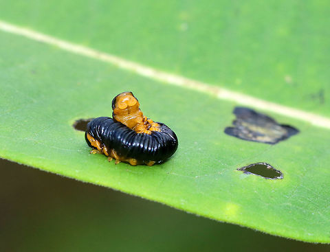 Sawfly Larva - Macremphytus sp. The dorsal side was shiny indigo, and their ventral side was yellow-orange. 

Sawflies get their common name from the saw-like appearance of their ovipositor, which females use to cut slits in stems and leaves in order to lay their eggs.

Habitat: Next to a pond on the edge of a coniferous forest.
https://www.jungledragon.com/image/70648/sawfly_larva_-_macremphytus_sp.html Geotagged,Macremphytus,Summer,United States,sawfly,sawfly larva