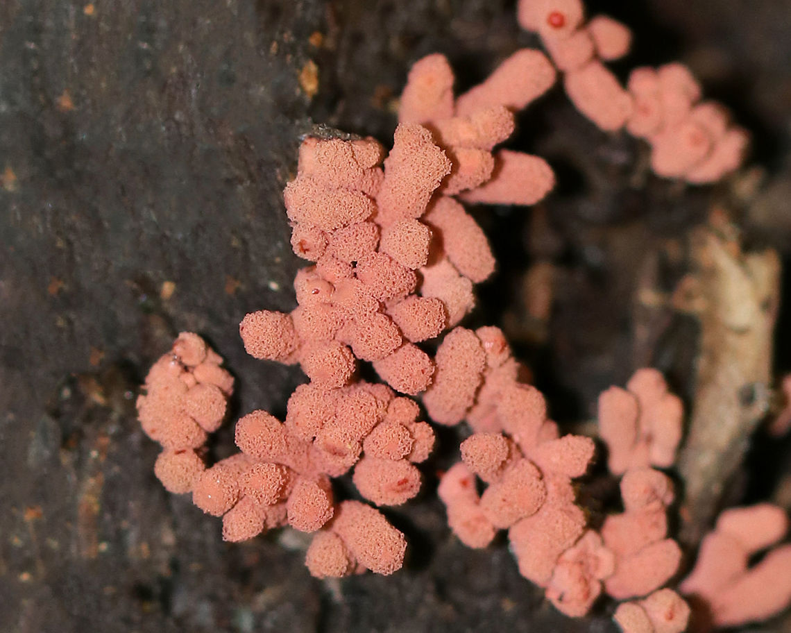 Slime mold - Arcyria sp.(?) Tiny cluster of cylindrical fruiting bodies. They were pink and some had reddish, wet-looking spots on top.  Each was about 2 mm tall. <br />
<br />
Habitat: Growing on decorticated wood in a deciduous forest.  Geotagged,Summer,United States,slime mold