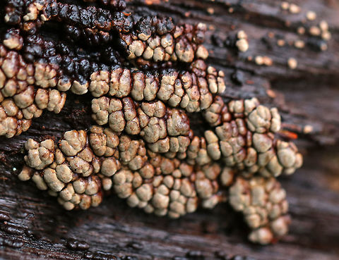 Ceramic Parchment A saprobic fungus that I spotted growing gregariously on a rotting log in patches of adjacent frustules. The individual fruiting bodies were irregularly shaped, resupinate, and were approximately 4-5 mm in size. They looked like rotting teeth!

Habitat: Rotting wood in a deciduous forest.
https://www.jungledragon.com/image/70721/ceramic_parchment_-_xylobolus_frustulatus.html Ceramic fungus,Fall,Geotagged,United States,Xylobolus frustulatus