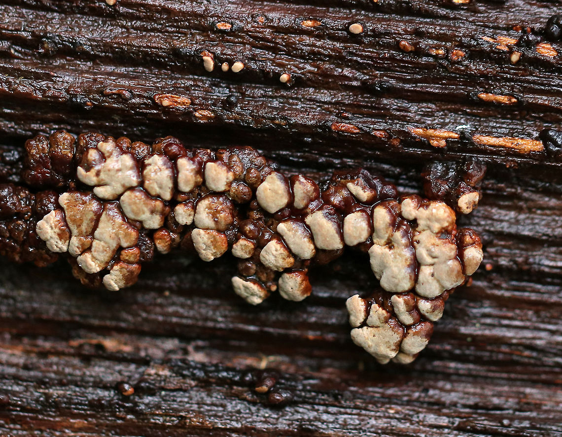 Ceramic Parchment - Xylobolus frustulatus A saprobic fungus that I spotted growing gregariously on a rotting log in patches of adjacent frustules. The individual fruiting bodies were irregularly shaped, resupinate, and were approximately 4-5 mm in size. They looked like rotting teeth!<br />
<br />
Habitat: Rotting wood in a deciduous forest.<br />
<figure class="photo"><a href="https://www.jungledragon.com/image/70720/ceramic_parchment.html" title="Ceramic Parchment"><img src="https://s3.amazonaws.com/media.jungledragon.com/images/3232/70720_thumb.jpg?AWSAccessKeyId=05GMT0V3GWVNE7GGM1R2&Expires=1767225610&Signature=EvhKZA0gt8rRyBJuIrHl0boevXc%3D" width="200" height="154" alt="Ceramic Parchment A saprobic fungus that I spotted growing gregariously on a rotting log in patches of adjacent frustules. The individual fruiting bodies were irregularly shaped, resupinate, and were approximately 4-5 mm in size. They looked like rotting teeth!<br />
<br />
Habitat: Rotting wood in a deciduous forest.<br />
https://www.jungledragon.com/image/70721/ceramic_parchment_-_xylobolus_frustulatus.html Ceramic fungus,Fall,Geotagged,United States,Xylobolus frustulatus" /></a></figure> Ceramic fungus,Fall,Geotagged,United States,Xylobolus frustulatus