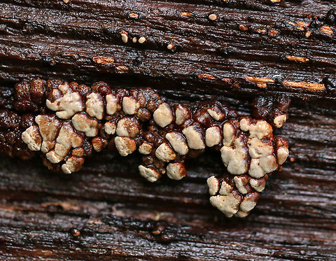 Ceramic Parchment - Xylobolus frustulatus A saprobic fungus that I spotted growing gregariously on a rotting log in patches of adjacent frustules. The individual fruiting bodies were irregularly shaped, resupinate, and were approximately 4-5 mm in size. They looked like rotting teeth!

Habitat: Rotting wood in a deciduous forest.
https://www.jungledragon.com/image/70720/ceramic_parchment.html Ceramic fungus,Fall,Geotagged,United States,Xylobolus frustulatus
