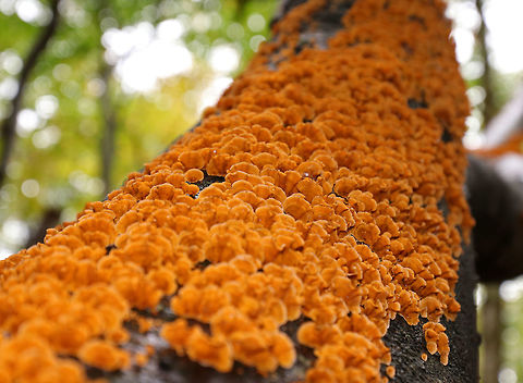 Crowded Parchment - Stereum complicatum This tree was covered with crowded parchment!

Habitat: Deciduous forest
https://www.jungledragon.com/image/70723/crowded_parchment_-_stereum_complicatum.html Fall,Geotagged,Stereum complicatum,Stereum rameale,United States