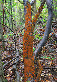 Crowded Parchment - Stereum complicatum This tree was covered with crowded parchment!

Habitat: Deciduous forest
https://www.jungledragon.com/image/70722/crowded_parchment_-_stereum_complicatum.html Fall,Geotagged,Stereum complicatum,Stereum rameale,United States