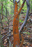 Crowded Parchment - Stereum complicatum This tree was covered with crowded parchment!<br />
<br />
Habitat: Deciduous forest<br />
https://www.jungledragon.com/image/70722/crowded_parchment_-_stereum_complicatum.html Fall,Geotagged,Stereum complicatum,Stereum rameale,United States