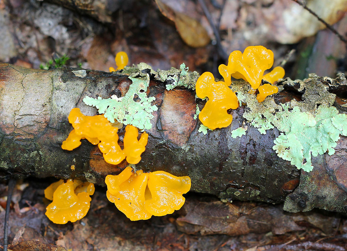 Dacryopinax spathularia <br />
Bright, vibrant yellow gelatinous fruiting bodies. Sizes varied from approximately 0.5-2 cm.<br />
<br />
Habitat: Growing on fallen birch<br />
<figure class="photo"><a href="https://www.jungledragon.com/image/58596/dacryopinax_spathularia.html" title="Dacryopinax spathularia"><img src="https://s3.amazonaws.com/media.jungledragon.com/images/3232/58596_thumb.jpg?AWSAccessKeyId=05GMT0V3GWVNE7GGM1R2&Expires=1759968010&Signature=QjINnFeCnIhJNcbNMVEvNWPtzok%3D" width="200" height="150" alt="Dacryopinax spathularia Bright, vibrant yellow gelatinous fruiting bodies. Sizes varied from approximately 0.5-2 cm.<br />
<br />
Habitat: Growing on fallen birch<br />
https://www.jungledragon.com/image/70812/dacryopinax_spathularia.html Dacryopinax spathularia,Geotagged,Summer,United States,fungus" /></a></figure> Dacryopinax spathularia,Geotagged,Summer,United States