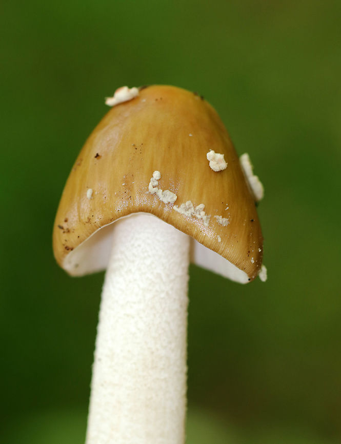 Amanita rubescens Group Habitat: Growing on the ground in a deciduous forest.<br />
<figure class="photo"><a href="https://www.jungledragon.com/image/70825/amanita_rubescens_group.html" title="Amanita rubescens Group"><img src="https://s3.amazonaws.com/media.jungledragon.com/images/3232/70825_thumb.jpg?AWSAccessKeyId=05GMT0V3GWVNE7GGM1R2&Expires=1759968010&Signature=PnY4NfrMlUQGypNqRdNJxoqKw2Y%3D" width="108" height="152" alt="Amanita rubescens Group Habitat: Growing on the ground in a deciduous forest.<br />
https://www.jungledragon.com/image/70824/amanita_rubescens_group.html Amanita rubescens,Amanita rubescens Group,Geotagged,Summer,United States,amanita" /></a></figure> Geotagged,Summer,United States,amanita,amanita rubescens group