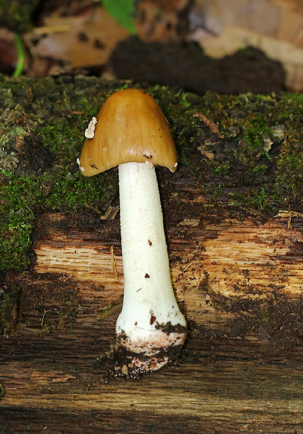 Amanita rubescens Group Habitat: Growing on the ground in a deciduous forest.<br />
<figure class="photo"><a href="https://www.jungledragon.com/image/70824/amanita_rubescens_group.html" title="Amanita rubescens Group"><img src="https://s3.amazonaws.com/media.jungledragon.com/images/3232/70824_thumb.jpg?AWSAccessKeyId=05GMT0V3GWVNE7GGM1R2&Expires=1769040010&Signature=3yGCgZRP%2BsfvY%2ByK9Q88lx%2BPUSc%3D" width="118" height="152" alt="Amanita rubescens Group Habitat: Growing on the ground in a deciduous forest.<br />
https://www.jungledragon.com/image/70825/amanita_rubescens_group.html Geotagged,Summer,United States,amanita,amanita rubescens group" /></a></figure> Amanita rubescens,Amanita rubescens Group,Geotagged,Summer,United States,amanita