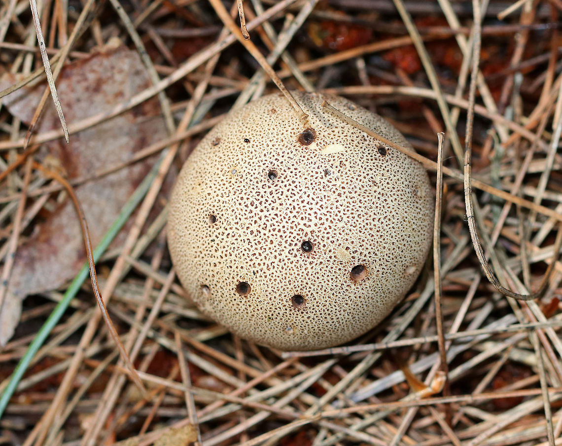Common Earthball - Scleroderma citrinum Scaly, hard, yellowish-brown puffball. Inside, the spore mass was mostly blackish and powdery.  I&#039;m not sure if the holes are insect-related, or normal for this puffball.<br />
<br />
Habitat: Mixed forest - in an area with mostly pine Common Earthball,Geotagged,Scleroderma citrinum,Summer,United States,earthball,pigskin poison puffball,scleroderma