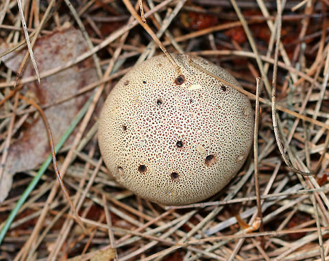Common Earthball - Scleroderma citrinum Scaly, hard, yellowish-brown puffball. Inside, the spore mass was mostly blackish and powdery.  I'm not sure if the holes are insect-related, or normal for this puffball.

Habitat: Mixed forest - in an area with mostly pine Common Earthball,Geotagged,Scleroderma citrinum,Summer,United States,earthball,pigskin poison puffball,scleroderma