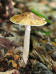 Blusher Mushroom - Amanita amerirubescens group Orange-tan cap with remnants of volva present as warts. Cream colored gills. Stem had a pink hue. This mushroom was 12 cm tall.<br />
<br />
Habitat: Growing on the ground in a deciduous forest.<br />
<br />
The exact species of this mushroom is unknown, but it is in the Amanita amerirubescens group. Amanita expert Rod Tulloss has documented several eastern North American versions of Amanita rubescens, which now temporarily share the provisional name of "Amanita amerirubescens."<br />
https://www.jungledragon.com/image/70833/blusher_mushroom_-_amanita_amerirubescens_group.html Amanita amerirubescens,Eastern American Blusher,Geotagged,Summer,United States,amanita,fungus,mushroom
