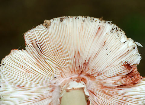 Blusher Mushroom - Amanita amerirubescens group Orange-tan cap with remnants of volva present as warts. Cream colored gills. Stem had a pink hue. This mushroom was 12 cm tall.

Habitat: Growing on the ground in a deciduous forest.

The exact species of this mushroom is unknown, but it is in the Amanita amerirubescens group. Amanita expert Rod Tulloss has documented several eastern North American versions of Amanita rubescens, which now temporarily share the provisional name of "Amanita amerirubescens."
https://www.jungledragon.com/image/70830/blusher_mushroom_-_amanita_amerirubescens_group.html Amanita amerirubescens,Eastern American Blusher,Geotagged,Summer,United States,amanita,fungus,mushroom