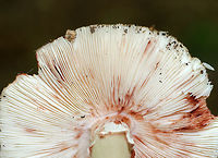 Blusher Mushroom - Amanita amerirubescens group Orange-tan cap with remnants of volva present as warts. Cream colored gills. Stem had a pink hue. This mushroom was 12 cm tall.<br />
<br />
Habitat: Growing on the ground in a deciduous forest.<br />
<br />
The exact species of this mushroom is unknown, but it is in the Amanita amerirubescens group. Amanita expert Rod Tulloss has documented several eastern North American versions of Amanita rubescens, which now temporarily share the provisional name of "Amanita amerirubescens."<br />
https://www.jungledragon.com/image/70830/blusher_mushroom_-_amanita_amerirubescens_group.html Amanita amerirubescens,Eastern American Blusher,Geotagged,Summer,United States,amanita,fungus,mushroom