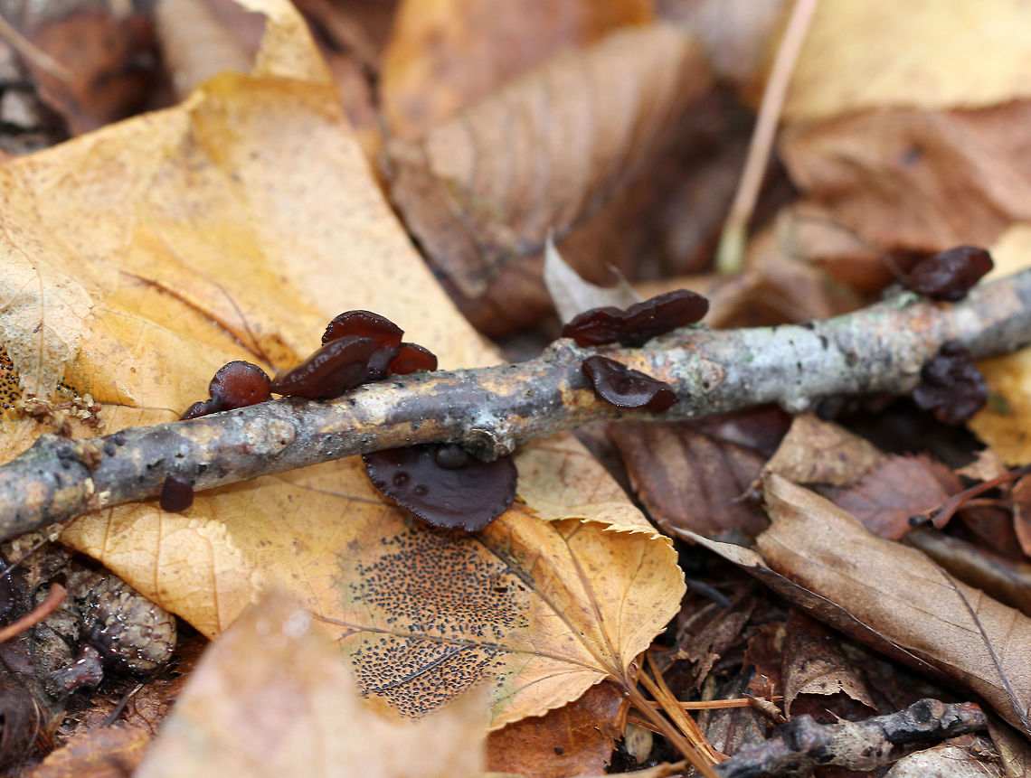 Amber Jelly Roll - Exidia recisa Individual fruiting bodies that were reddish brown and had large concave depressions surrounded by ridges.<br />
<br />
Habitat: Growing on a birch twig in a deciduous forest<br />
<figure class="photo"><a href="https://www.jungledragon.com/image/70850/amber_jelly_roll_-_exidia_recisa.html" title="Amber Jelly Roll - Exidia recisa"><img src="https://s3.amazonaws.com/media.jungledragon.com/images/3232/70850_thumb.jpg?AWSAccessKeyId=05GMT0V3GWVNE7GGM1R2&Expires=1759968010&Signature=PqGCfo91PCHqElz8M2aA%2Foasd3k%3D" width="200" height="168" alt="Amber Jelly Roll - Exidia recisa Individual fruiting bodies that were reddish brown and had large concave depressions surrounded by ridges.<br />
<br />
Habitat: Growing on a birch twig in a deciduous forest<br />
https://www.jungledragon.com/image/70849/amber_jelly_roll_-_exidia_recisa.html<br />
https://www.jungledragon.com/image/57303/amber_jelly_roll.html<br />
https://www.jungledragon.com/image/70848/amber_jelly_roll_-_exidia_recisa.html Exidia recisa,Fall,Geotagged,United States" /></a></figure><br />
<figure class="photo"><a href="https://www.jungledragon.com/image/57303/amber_jelly_roll.html" title="Amber Jelly Roll"><img src="https://s3.amazonaws.com/media.jungledragon.com/images/3232/57303_thumb.jpg?AWSAccessKeyId=05GMT0V3GWVNE7GGM1R2&Expires=1759968010&Signature=8mMxHTzc7ue%2FHt1d54vnvjM4x34%3D" width="200" height="146" alt="Amber Jelly Roll Individual fruiting bodies that were reddish brown and had large concave depressions surrounded by ridges. <br />
https://www.jungledragon.com/image/70850/amber_jelly_roll_-_exidia_recisa.html<br />
https://www.jungledragon.com/image/70849/amber_jelly_roll_-_exidia_recisa.html<br />
https://www.jungledragon.com/image/70848/amber_jelly_roll_-_exidia_recisa.html Amber Jelly Roll,Exidia,Exidia recisa,Fall,Geotagged,United States,fungus" /></a></figure><br />
<figure class="photo"><a href="https://www.jungledragon.com/image/70849/amber_jelly_roll_-_exidia_recisa.html" title="Amber Jelly Roll - Exidia recisa"><img src="https://s3.amazonaws.com/media.jungledragon.com/images/3232/70849_thumb.jpg?AWSAccessKeyId=05GMT0V3GWVNE7GGM1R2&Expires=1759968010&Signature=%2BaaJYE0tmSvy%2BAuHl4VaC0Zvx%2BE%3D" width="200" height="160" alt="Amber Jelly Roll - Exidia recisa Individual fruiting bodies that were reddish brown and had large concave depressions surrounded by ridges.<br />
<br />
Habitat: Growing on a birch twig in a deciduous forest<br />
https://www.jungledragon.com/image/57303/amber_jelly_roll.html<br />
https://www.jungledragon.com/image/70848/amber_jelly_roll_-_exidia_recisa.html<br />
https://www.jungledragon.com/image/70850/amber_jelly_roll_-_exidia_recisa.html Exidia recisa,Fall,Geotagged,United States" /></a></figure> Exidia recisa,Fall,Geotagged,United States,exidia