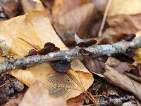 Amber Jelly Roll - Exidia recisa Individual fruiting bodies that were reddish brown and had large concave depressions surrounded by ridges.<br />
<br />
Habitat: Growing on a birch twig in a deciduous forest<br />
https://www.jungledragon.com/image/70850/amber_jelly_roll_-_exidia_recisa.html<br />
https://www.jungledragon.com/image/57303/amber_jelly_roll.html<br />
https://www.jungledragon.com/image/70849/amber_jelly_roll_-_exidia_recisa.html Exidia recisa,Fall,Geotagged,United States,exidia