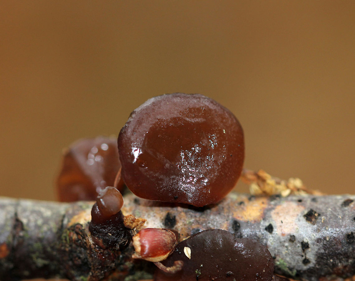 Amber Jelly Roll - Exidia recisa Individual fruiting bodies that were reddish brown and had large concave depressions surrounded by ridges.<br />
<br />
Habitat: Growing on a birch twig in a deciduous forest<br />
<figure class="photo"><a href="https://www.jungledragon.com/image/57303/amber_jelly_roll.html" title="Amber Jelly Roll"><img src="https://s3.amazonaws.com/media.jungledragon.com/images/3232/57303_thumb.jpg?AWSAccessKeyId=05GMT0V3GWVNE7GGM1R2&Expires=1759968010&Signature=8mMxHTzc7ue%2FHt1d54vnvjM4x34%3D" width="200" height="146" alt="Amber Jelly Roll Individual fruiting bodies that were reddish brown and had large concave depressions surrounded by ridges. <br />
https://www.jungledragon.com/image/70850/amber_jelly_roll_-_exidia_recisa.html<br />
https://www.jungledragon.com/image/70849/amber_jelly_roll_-_exidia_recisa.html<br />
https://www.jungledragon.com/image/70848/amber_jelly_roll_-_exidia_recisa.html Amber Jelly Roll,Exidia,Exidia recisa,Fall,Geotagged,United States,fungus" /></a></figure><br />
<figure class="photo"><a href="https://www.jungledragon.com/image/70848/amber_jelly_roll_-_exidia_recisa.html" title="Amber Jelly Roll - Exidia recisa"><img src="https://s3.amazonaws.com/media.jungledragon.com/images/3232/70848_thumb.jpg?AWSAccessKeyId=05GMT0V3GWVNE7GGM1R2&Expires=1759968010&Signature=SO2cFjKVQWdESq5r%2FOD%2BI7AlmoM%3D" width="200" height="152" alt="Amber Jelly Roll - Exidia recisa Individual fruiting bodies that were reddish brown and had large concave depressions surrounded by ridges.<br />
<br />
Habitat: Growing on a birch twig in a deciduous forest<br />
https://www.jungledragon.com/image/70850/amber_jelly_roll_-_exidia_recisa.html<br />
https://www.jungledragon.com/image/57303/amber_jelly_roll.html<br />
https://www.jungledragon.com/image/70849/amber_jelly_roll_-_exidia_recisa.html Exidia recisa,Fall,Geotagged,United States,exidia" /></a></figure><br />
<figure class="photo"><a href="https://www.jungledragon.com/image/70850/amber_jelly_roll_-_exidia_recisa.html" title="Amber Jelly Roll - Exidia recisa"><img src="https://s3.amazonaws.com/media.jungledragon.com/images/3232/70850_thumb.jpg?AWSAccessKeyId=05GMT0V3GWVNE7GGM1R2&Expires=1759968010&Signature=PqGCfo91PCHqElz8M2aA%2Foasd3k%3D" width="200" height="168" alt="Amber Jelly Roll - Exidia recisa Individual fruiting bodies that were reddish brown and had large concave depressions surrounded by ridges.<br />
<br />
Habitat: Growing on a birch twig in a deciduous forest<br />
https://www.jungledragon.com/image/70849/amber_jelly_roll_-_exidia_recisa.html<br />
https://www.jungledragon.com/image/57303/amber_jelly_roll.html<br />
https://www.jungledragon.com/image/70848/amber_jelly_roll_-_exidia_recisa.html Exidia recisa,Fall,Geotagged,United States" /></a></figure> Exidia recisa,Fall,Geotagged,United States