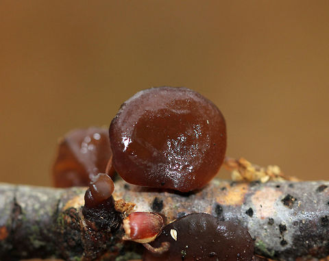 Amber Jelly Roll - Exidia recisa Individual fruiting bodies that were reddish brown and had large concave depressions surrounded by ridges.

Habitat: Growing on a birch twig in a deciduous forest
https://www.jungledragon.com/image/57303/amber_jelly_roll.html
https://www.jungledragon.com/image/70848/amber_jelly_roll_-_exidia_recisa.html
https://www.jungledragon.com/image/70850/amber_jelly_roll_-_exidia_recisa.html Exidia recisa,Fall,Geotagged,United States