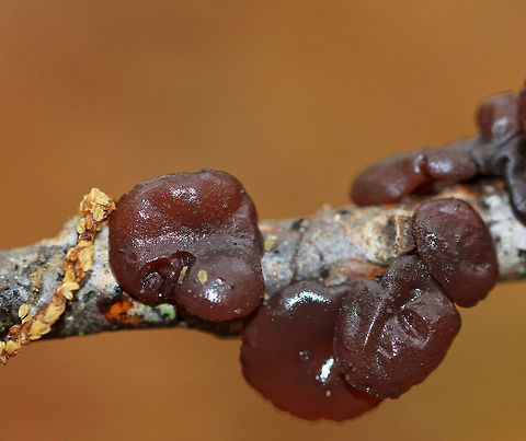 Amber Jelly Roll - Exidia recisa Individual fruiting bodies that were reddish brown and had large concave depressions surrounded by ridges.

Habitat: Growing on a birch twig in a deciduous forest
https://www.jungledragon.com/image/70849/amber_jelly_roll_-_exidia_recisa.html
https://www.jungledragon.com/image/57303/amber_jelly_roll.html
https://www.jungledragon.com/image/70848/amber_jelly_roll_-_exidia_recisa.html Exidia recisa,Fall,Geotagged,United States