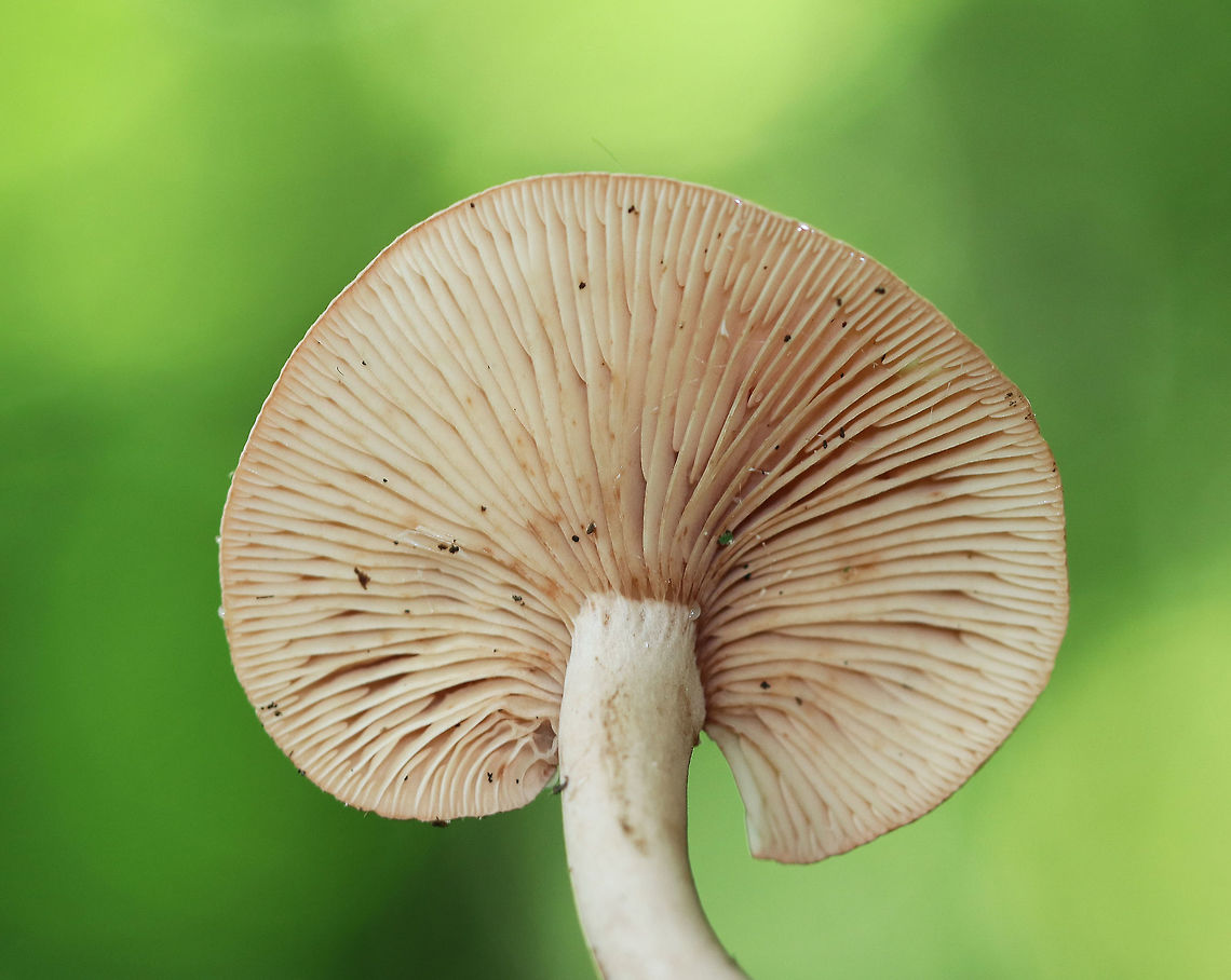 Lactarius areolatus Pinkish orange, flat cap with an off-center stipe. Creamy, close gills with frequent short gills. Cream stipe. Scant milk.<br />
<br />
Habitat: Growing on the ground in a deciduous forest<br />
<figure class="photo"><a href="https://www.jungledragon.com/image/70879/lactarius_areolatus.html" title="Lactarius areolatus"><img src="https://s3.amazonaws.com/media.jungledragon.com/images/3232/70879_thumb.jpg?AWSAccessKeyId=05GMT0V3GWVNE7GGM1R2&Expires=1759968010&Signature=Jl697tZHCjgM%2FP4dyrdhh%2F34ezY%3D" width="200" height="150" alt="Lactarius areolatus Terrible shot, but it&#039;s just for reference. Pinkish orange, flat cap with an off-center stipe. Creamy, close gills with frequent short gills. Cream stipe. Scant milk.<br />
<br />
Habitat: Growing on the ground in a deciduous forest<br />
https://www.jungledragon.com/image/70877/lactarius_areolatus.html Geotagged,Lactarius areolatus,Summer,United States,lactarius" /></a></figure> Geotagged,Lactarius,Lactarius areolatus,Summer,United States,fungus,mushroom