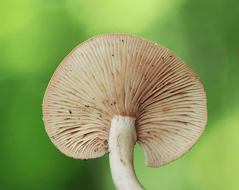 Lactarius areolatus Pinkish orange, flat cap with an off-center stipe. Creamy, close gills with frequent short gills. Cream stipe. Scant milk.

Habitat: Growing on the ground in a deciduous forest
https://www.jungledragon.com/image/70879/lactarius_areolatus.html Geotagged,Lactarius,Lactarius areolatus,Summer,United States,fungus,mushroom