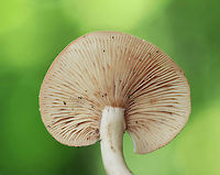 Lactarius areolatus Pinkish orange, flat cap with an off-center stipe. Creamy, close gills with frequent short gills. Cream stipe. Scant milk.<br />
<br />
Habitat: Growing on the ground in a deciduous forest<br />
https://www.jungledragon.com/image/70879/lactarius_areolatus.html Geotagged,Lactarius,Lactarius areolatus,Summer,United States,fungus,mushroom