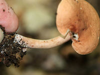 Lactarius areolatus Terrible shot, but it's just for reference. Pinkish orange, flat cap with an off-center stipe. Creamy, close gills with frequent short gills. Cream stipe. Scant milk.<br />
<br />
Habitat: Growing on the ground in a deciduous forest<br />
https://www.jungledragon.com/image/70877/lactarius_areolatus.html Geotagged,Lactarius areolatus,Summer,United States,lactarius